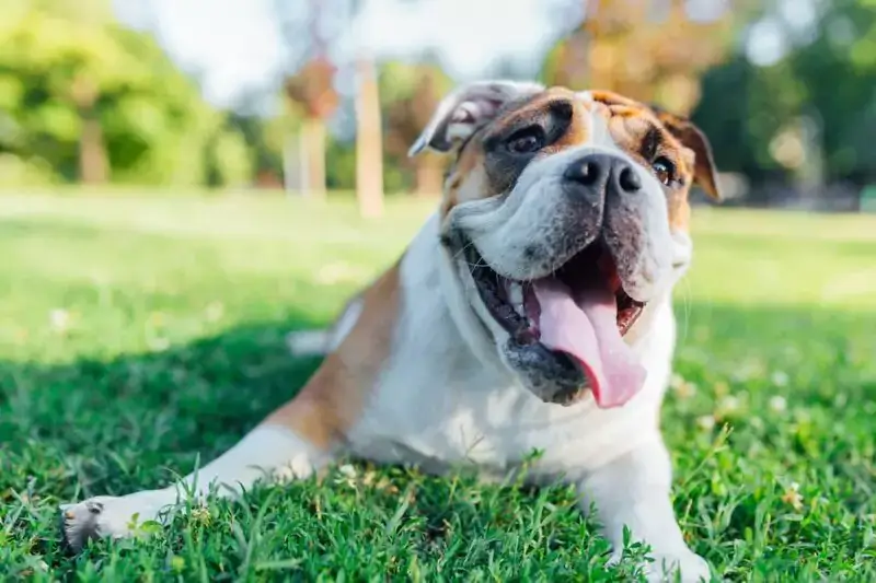 Personality Traits and Temperament of English Bulldog Puggle Mix