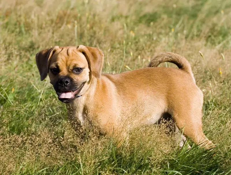Puggle Puppies: What You Need to Know