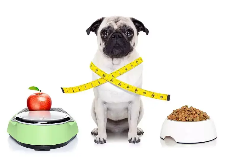 Tips for Maintaining Your puggle's Health