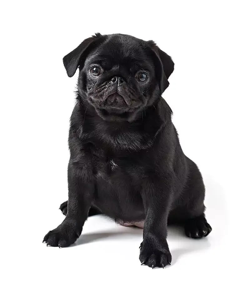 What is a black puggle?