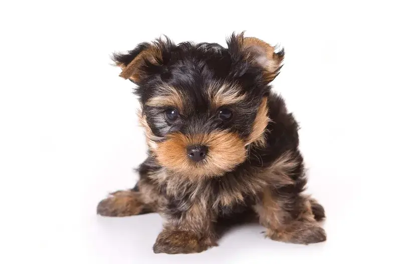 What is a Puggle Yorkie Mix?
