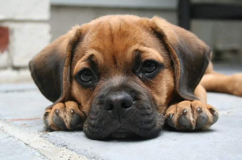 Puggle - The Perfect Family Pet