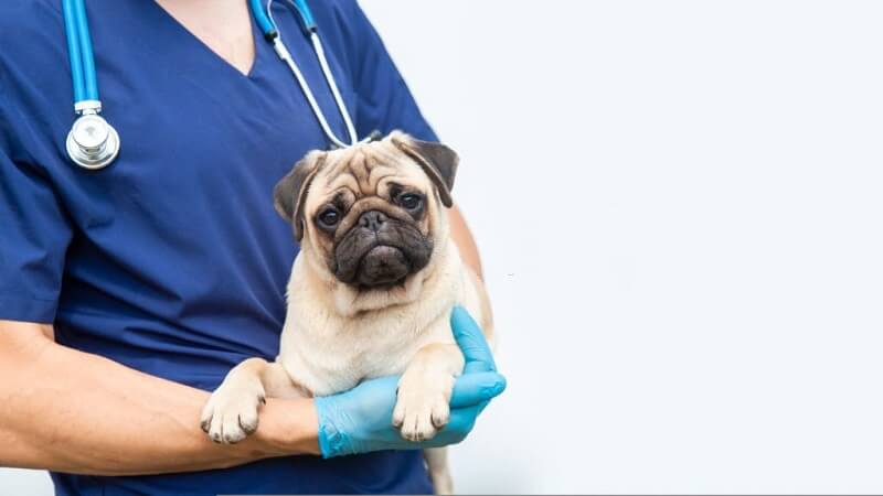  Top 3 Things to Watch Out For in Your Puggle's Health