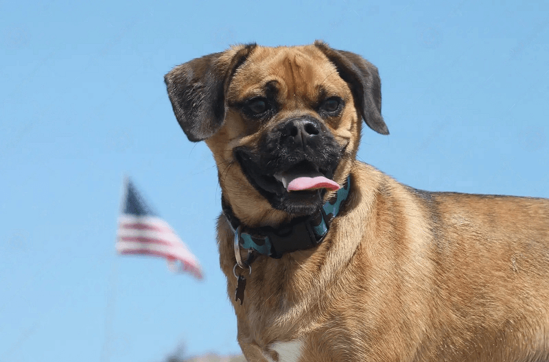 What is the Puggle temperament?
