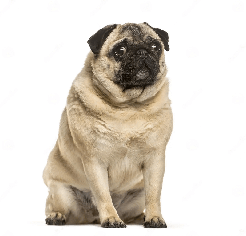 What is a Puggle Dog? Why do puggles get fat?
