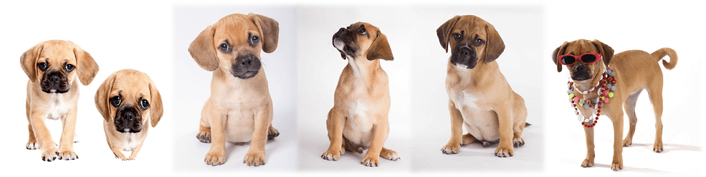 Average Puggle Prices by Age