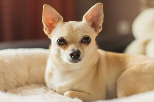 Chihuahua Puggle puppies traits