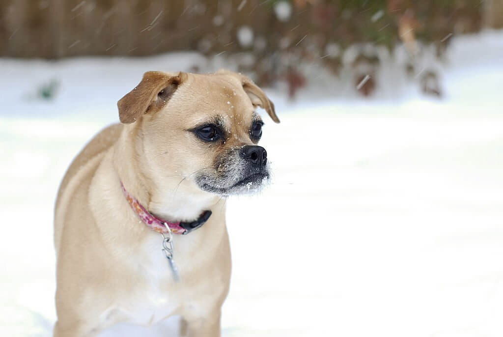 How Much Does a Puggle Cost?