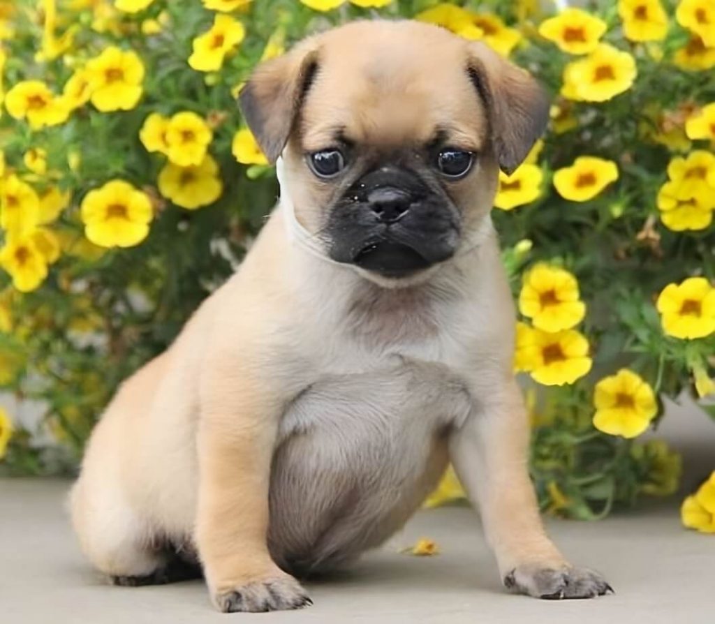  The Personality Traits of Puggles and Pocket Puggles